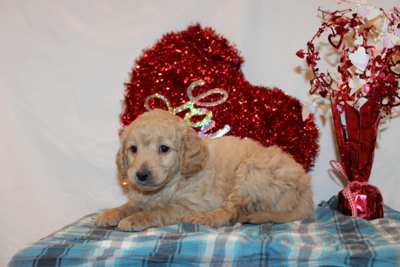 puppy, for, sale, Mini Goldendoodle F2, Matthew B. Stoltzfus, dog, breeder, Gap, PA, dog-breeder, puppy-for-sale, forsale, nearby, find, puppyfind, locator, puppylocator, aca